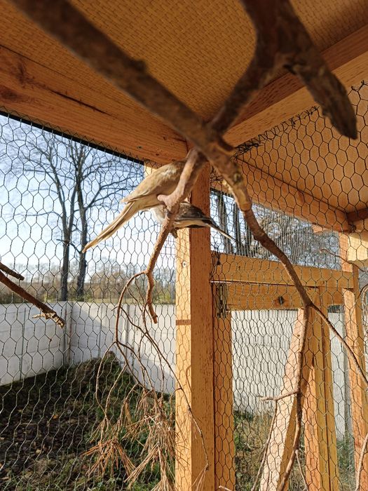 Gołąbki diamentowe