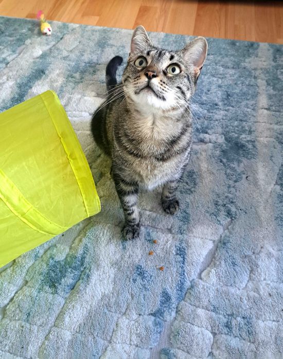 Petsitting e Estadia Familiar