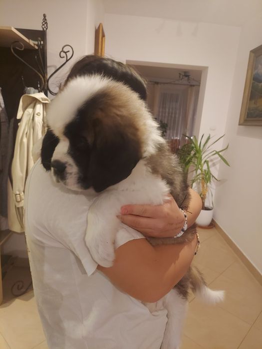 Bernardyn  długowłosy piesek