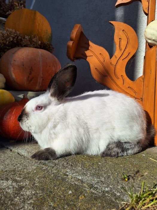 Króliki kalifornijskie czarne , hawana samiczki i samczyk z rodowodem