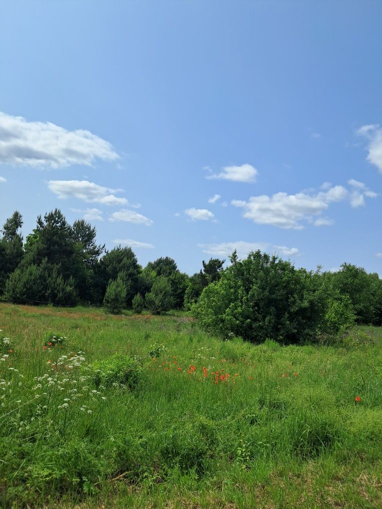 Działka koło Olsztyna Bukowno