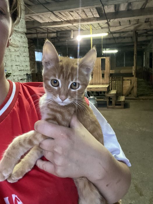 Кошенята підрощені