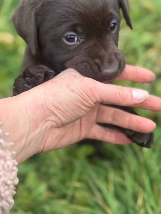 Цуценя Лабрадора