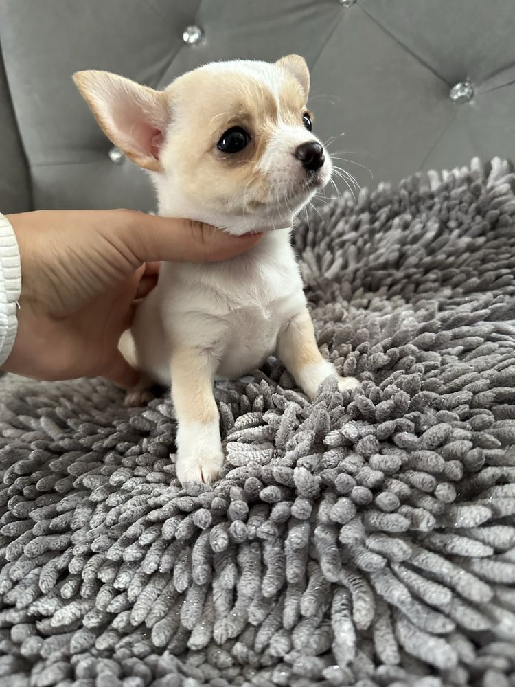 Chihuahua dziewczynka INESS