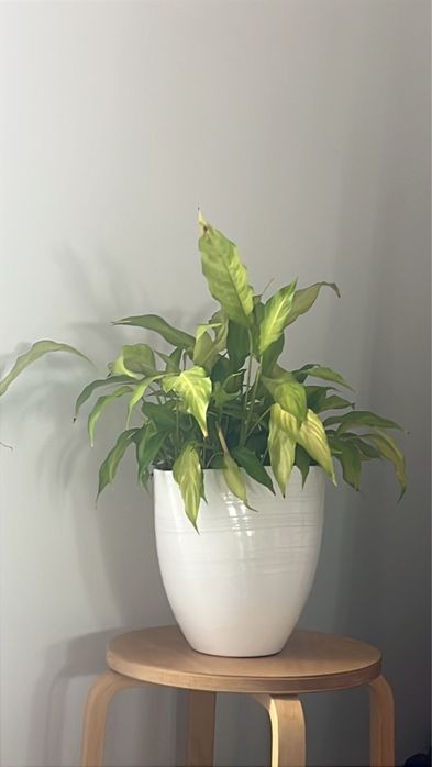 Plantas interior facil