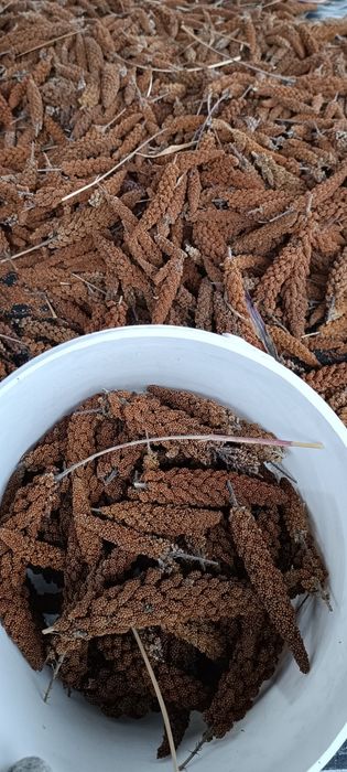 Sprzedam proso senegalskie czerwone 10kg II sort