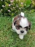 Shih tzu z rodowodem chłopak