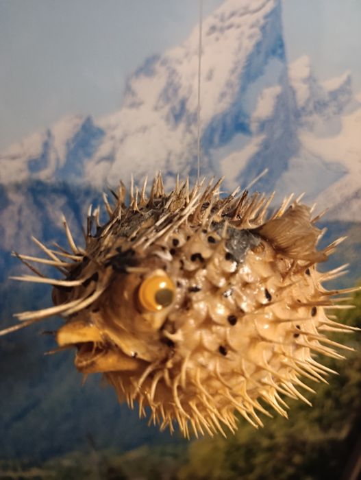 Фугу , рыба еж , сувенир