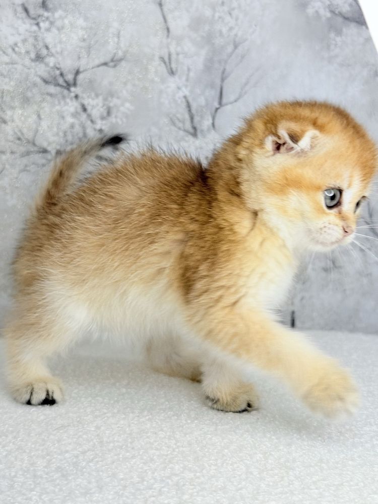 Menina scottish fold golden