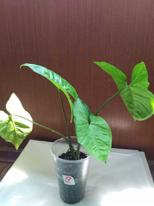 Сингониум white butterfly