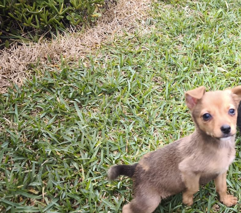 Pinscher pincher fêmea miniatura criado em ambiente familiar disp