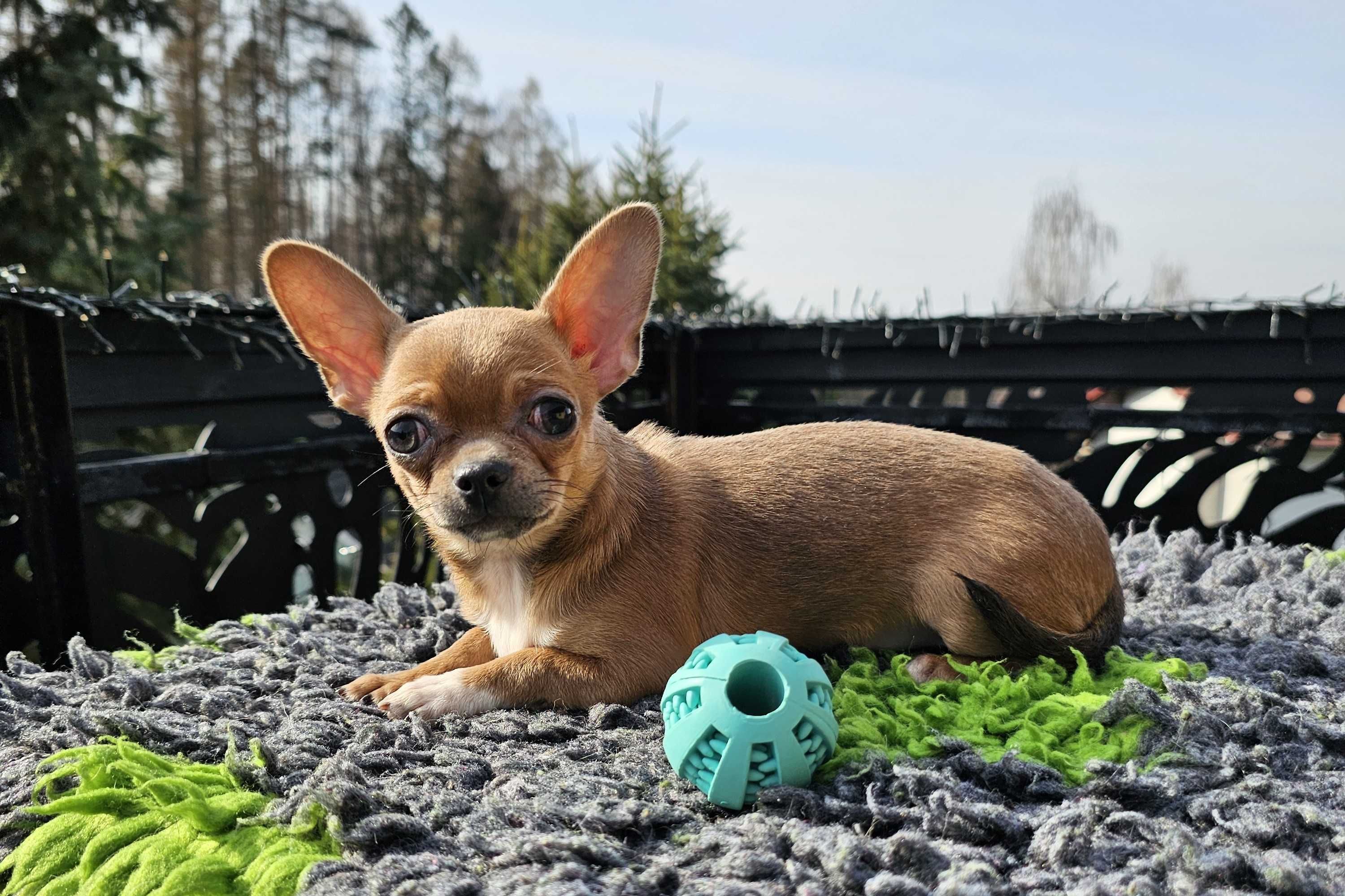 Chihuahua lilack