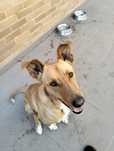 Cão  racado de Podengo