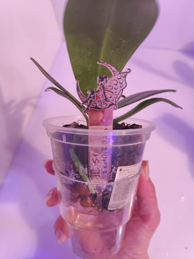Орхидея фаленопсис Jc 51