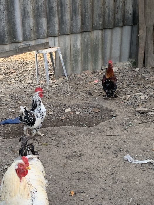 Півні ліліпута продам