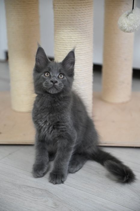 Maine coon Kocurek Harry