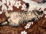 Маленька дівчинка шукає люблячу родину.