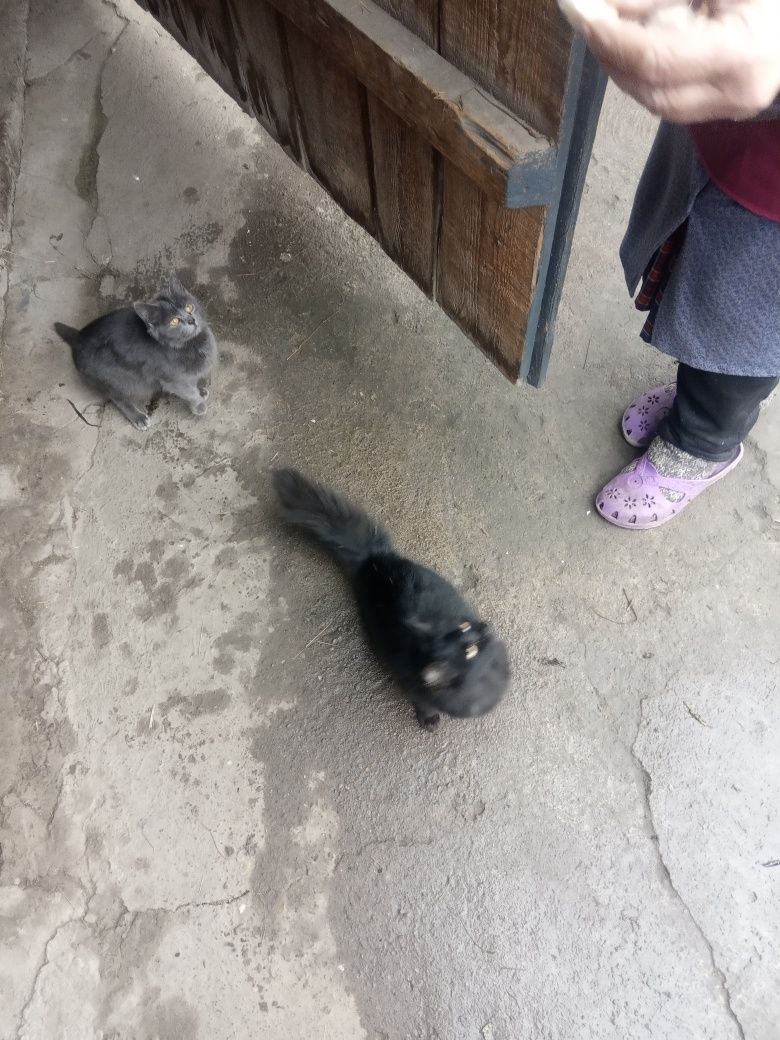 Котики чорний і сірий котик 8 місяців