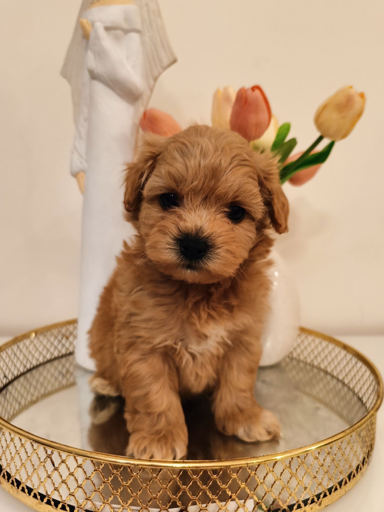 śliczny chłopak maltipoo