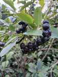 Owoce Aronia 8 zł/kg