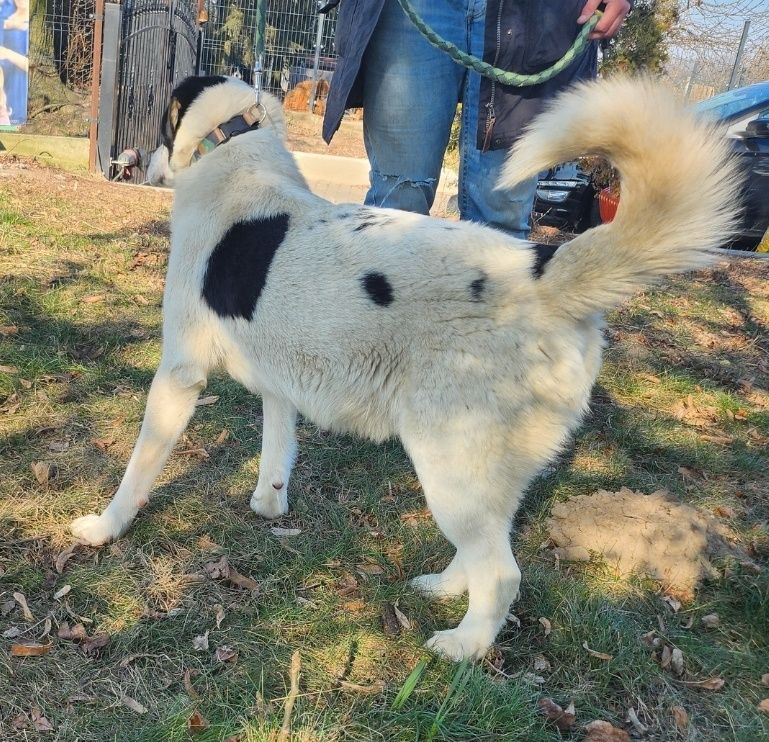 Lakuś do adopcji