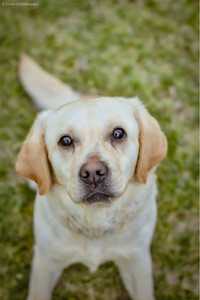 Beza -suczka w typie labradora czeka na dom-adoptuj