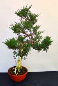 Pre Bonsai Jałowiec Sabiński Mas