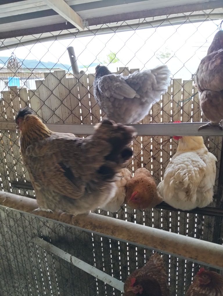 Animais da quinta