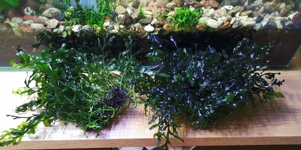 Bolbitis heudelotii roślina 2x 20x20cm