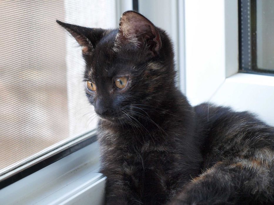 Котенок Джейн ищет дом