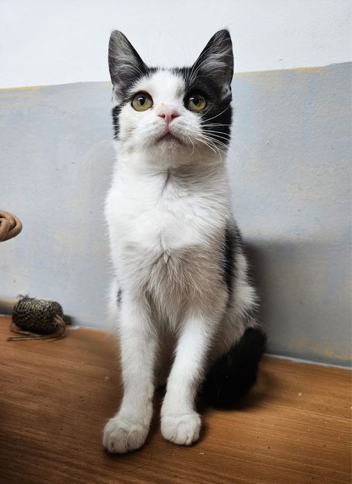 Kochana, rezolutna i zabawowa Szaza szuka domu!