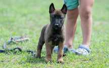 Owczarek Belgijski Malinois Pies (FCI)