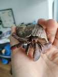Krab Pustelnik Coenobita Brevimanus 3szt terrarium piękne osobniki