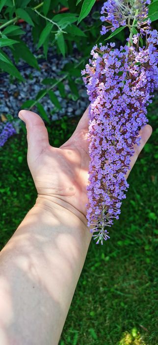 Продам Будлея Давида