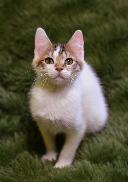 Кошеня Алік в добру родину! (котик, 3 міс, врятований з підвалу)