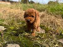 pudel miniaturowy piesek