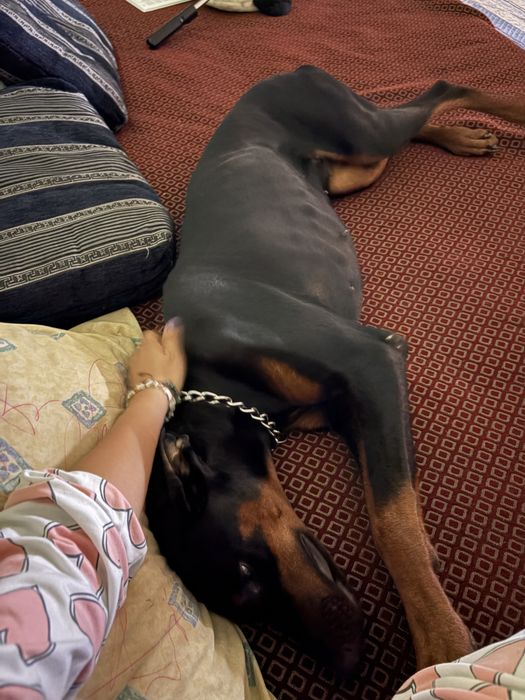 Дівчинка доберман