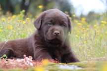 Labrador com Lop