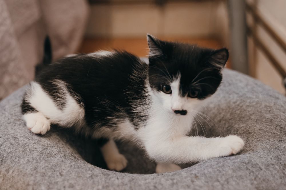 Towarzyska i urocza Charlotte do świadomej adopcji