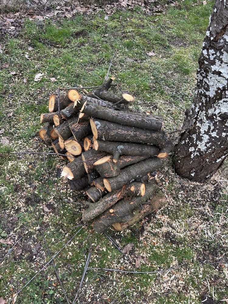 Drewno ekologiczne do wedzenia czeresnia drzewo owocowe
