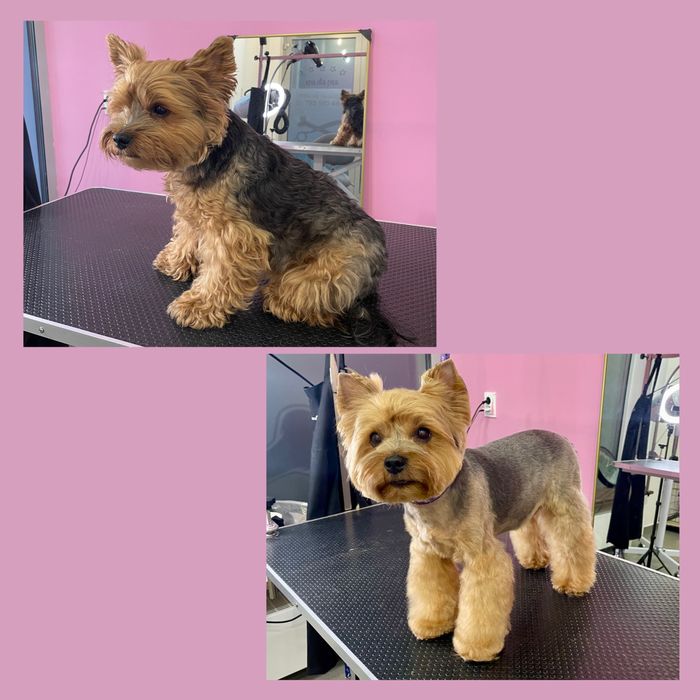 Psi Fryzjer z Doświadczeniem - Pielęgnacja z Miłością