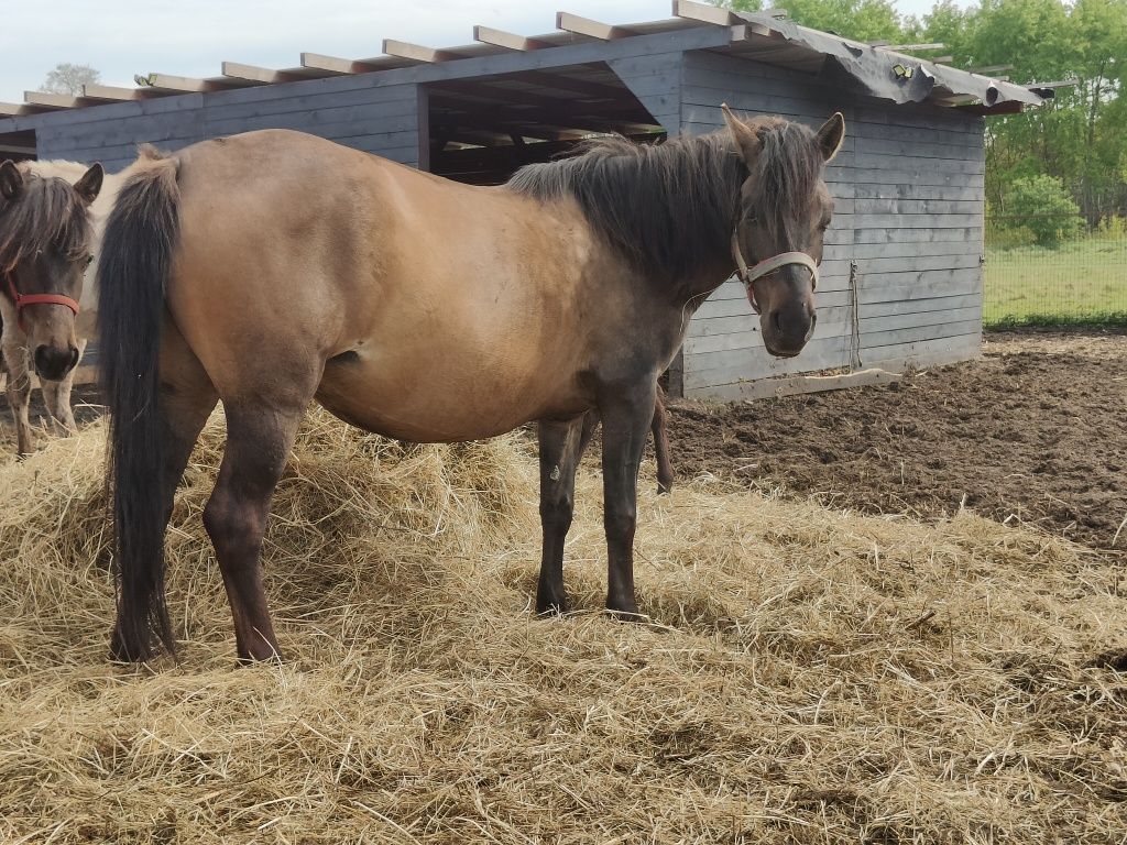 PILNE! Piękna klacz huculska na sprzedaż lub zamianę