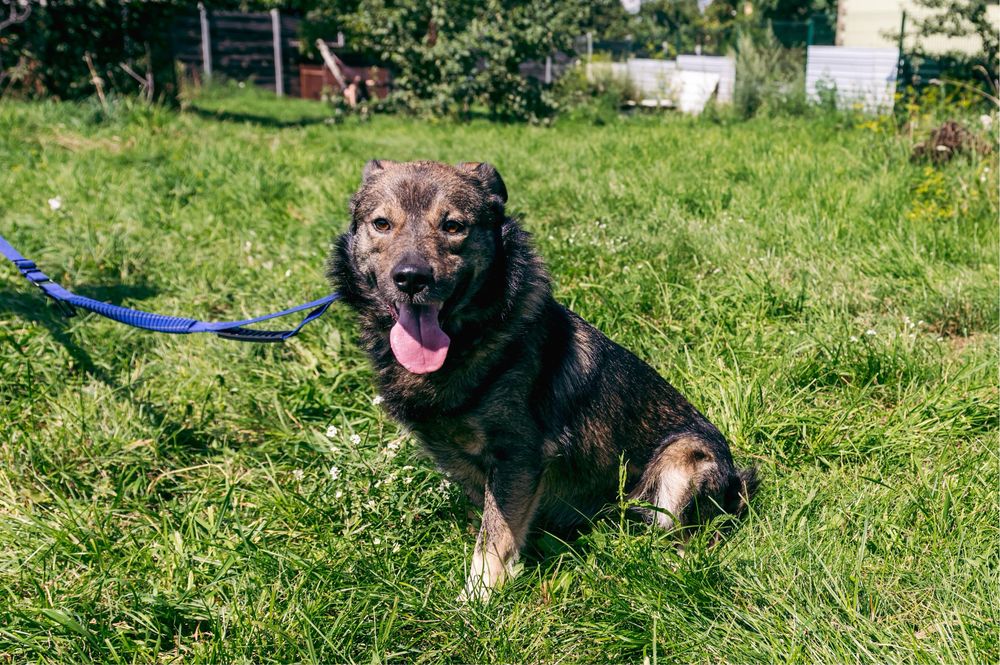 Віддам в добрі руки чудового собаку