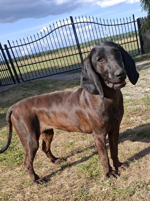 Posokowiec Bawarski pręgowany