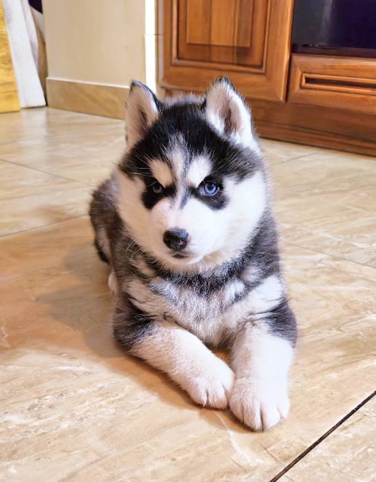 Szczeniak Siberian Husky rodowód ZKwP FCI Champion Puppy Pedigree