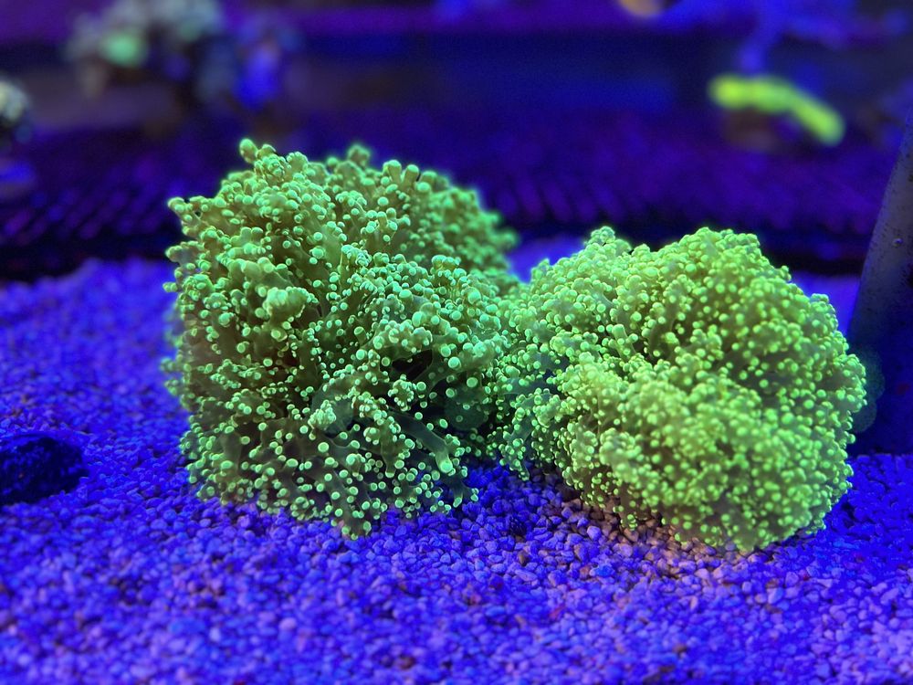 Euphyllia divisa (Frogspawn) XXL Ultra fluo!  WYSIWYG Akwarium Morskie