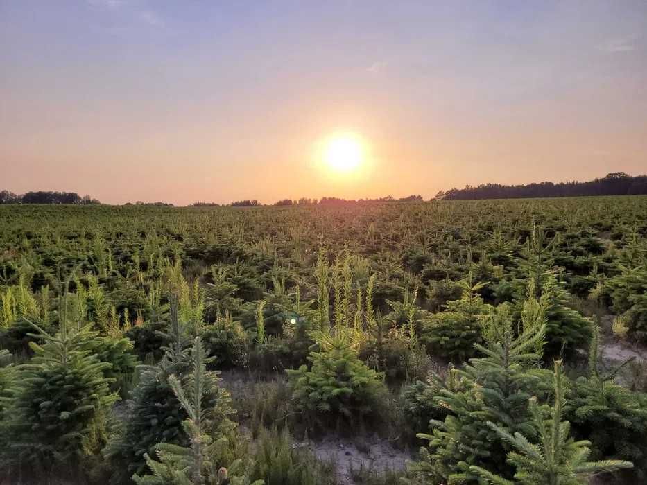 Jodła Frasera w donicy / doniczka 125 - 175 cm- Plantacja TuChoinki.pl