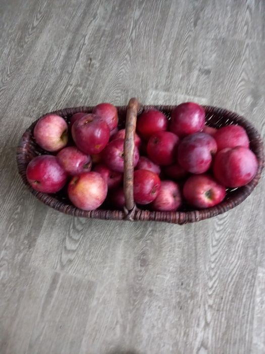 jablka nie  pryskane   ekologiczne   malinuwki