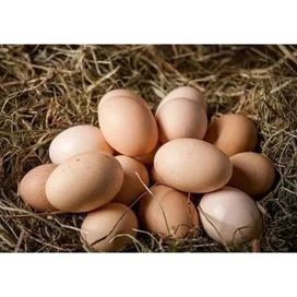 Sprzedam jajka lęgowe rożnych ras kur