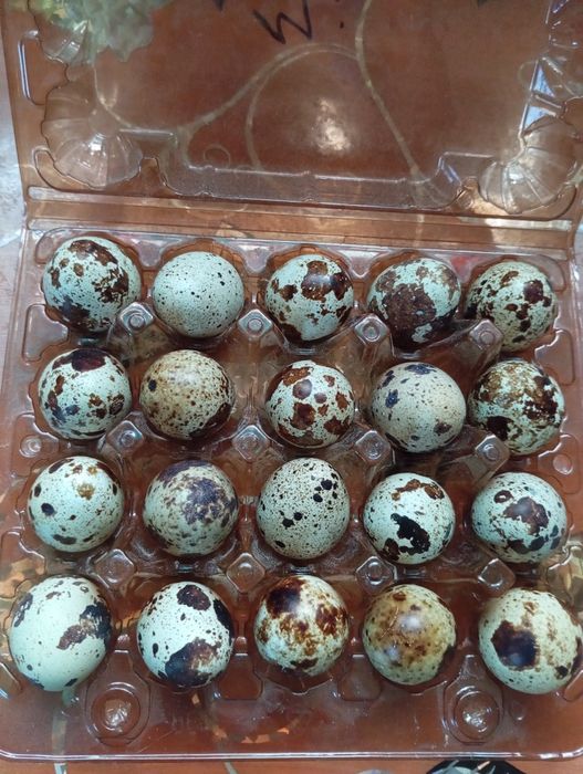 Домашні перепилині яйця